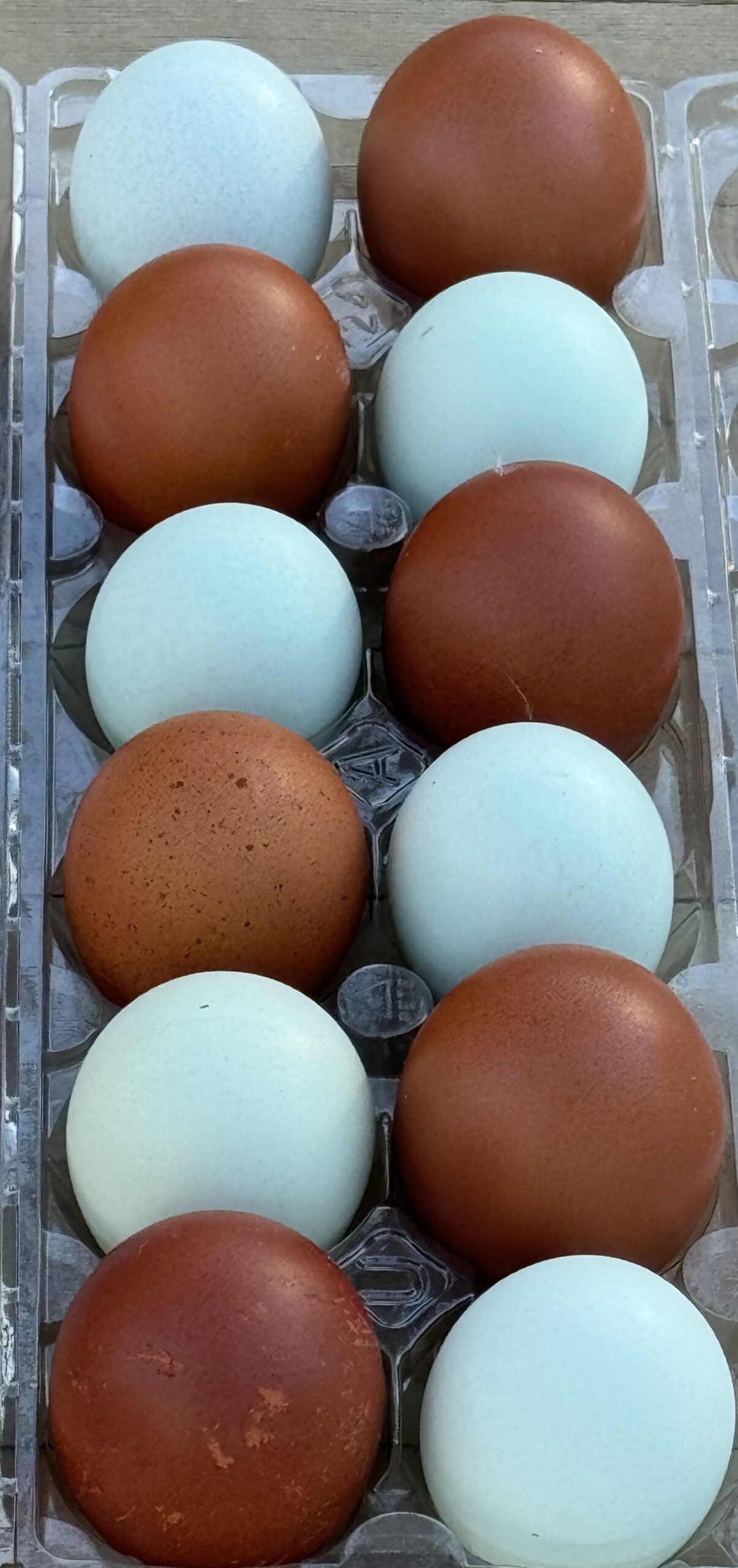 Half Ermine Ameraucana and Half BBS Marans Hatching Eggs