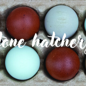 Rainbow Dozen Hatching Eggs